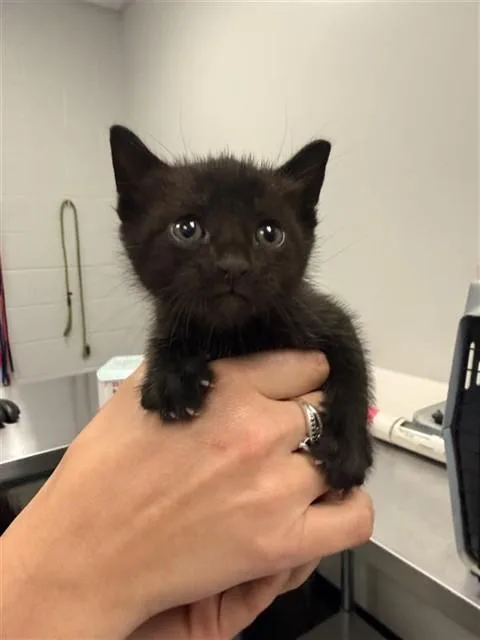 A baby small-sized male Domestic Short Hair cat named Beast Boy for adoption in Corpus Christi, TX