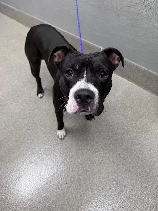 A young large-sized female Pit Bull Terrier dog named Night Dreamer for adoption in Las Vegas, NV