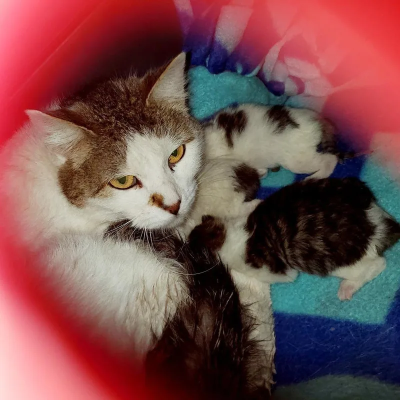 A baby small-sized female White Domestic Short Hair cat named Willa for adoption in Mondovi, WI