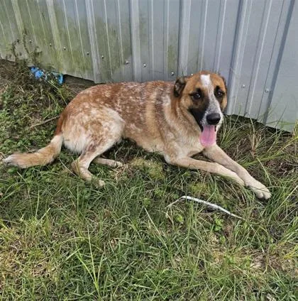 An adult large-sized male Cattle Dog dog named Flynn for adoption in Largo, FL