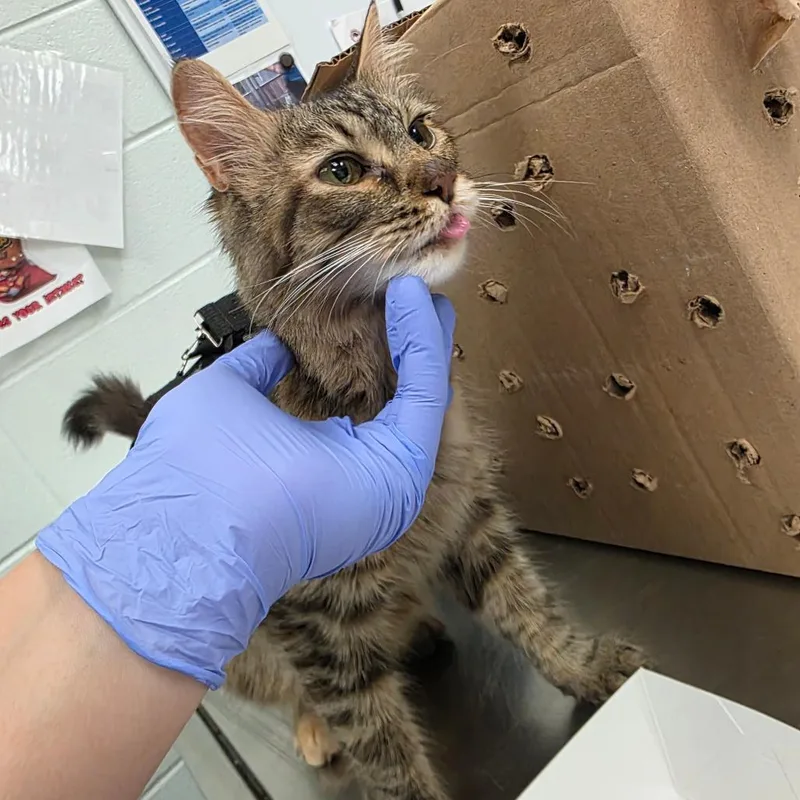 A young medium-sized female Torbie Domestic Short Hair cat named Daffodil for adoption in Chattanooga, TN
