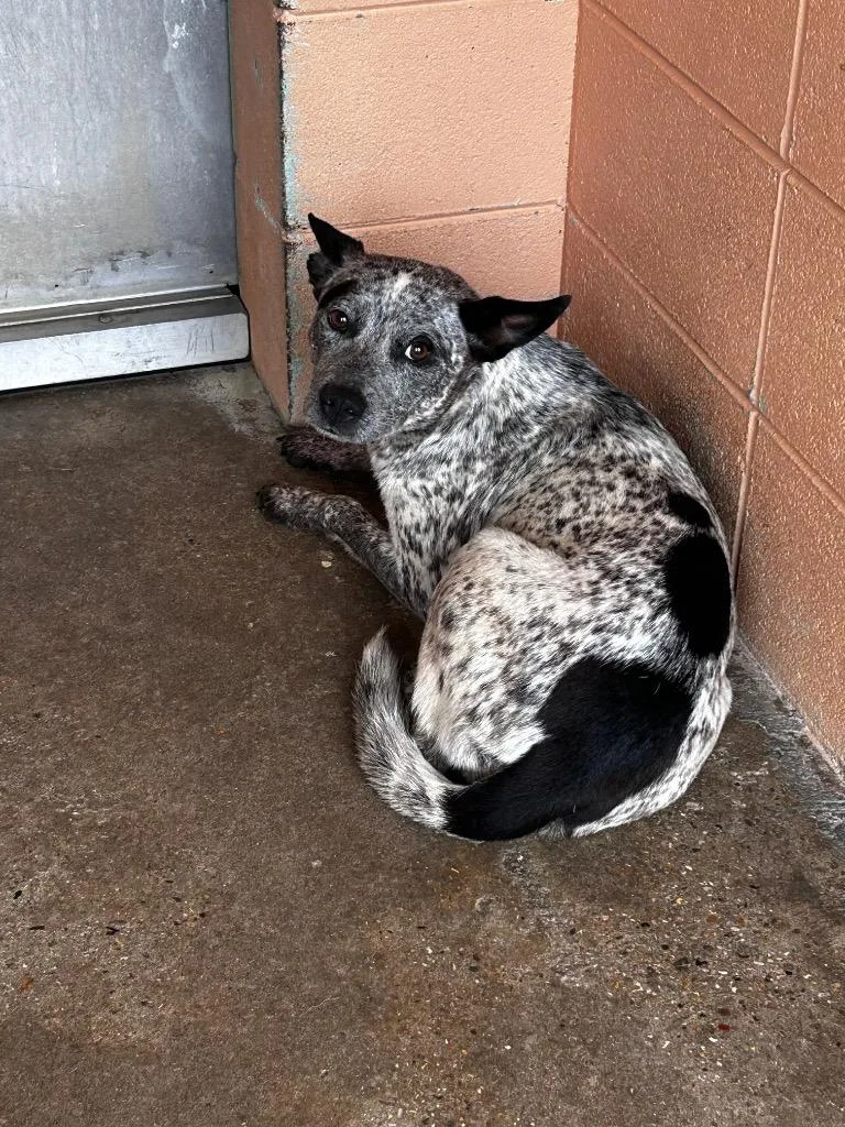 A young medium-sized female Australian Cattle Dog / Blue Heeler dog named Ziggy for adoption in Gautier, MS