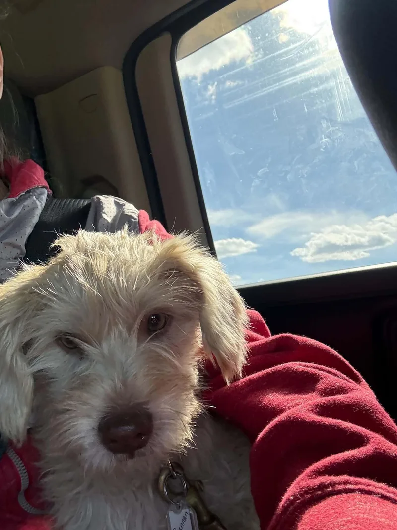 A baby small-sized male White / Cream Miniature Schnauzer dog named Brennan for adoption in North Freedom, WI