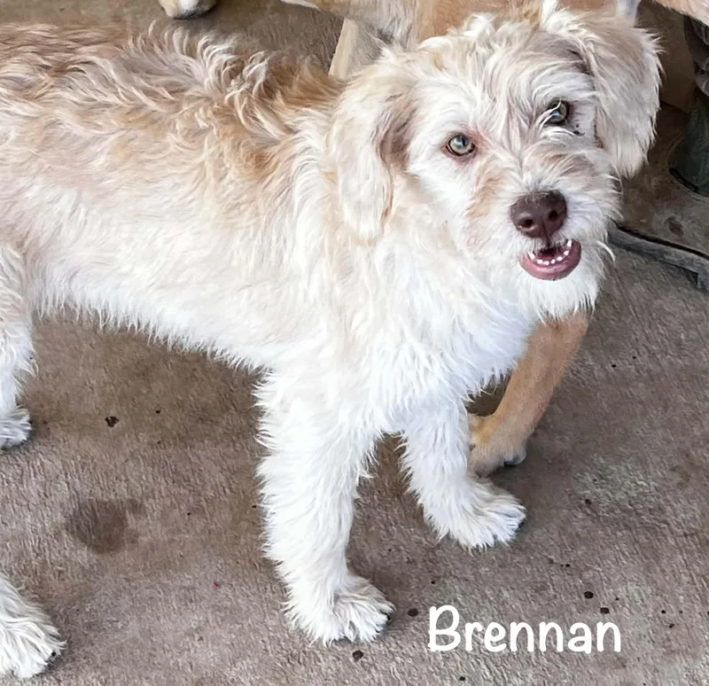 Brennan thumbnail 3