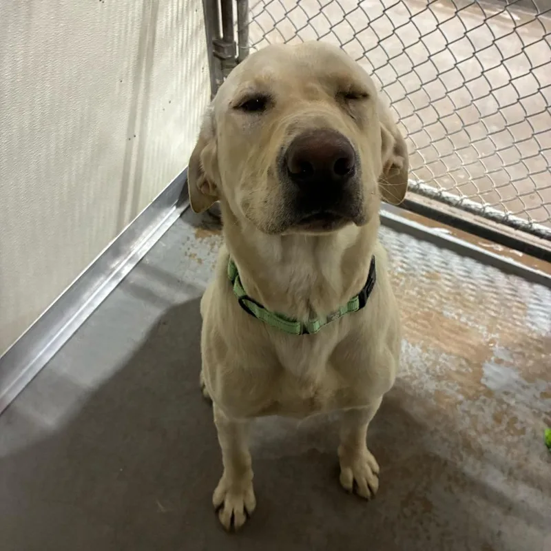An adult large-sized male White / Cream Mixed Breed dog named Orf for adoption in Davenport, IA