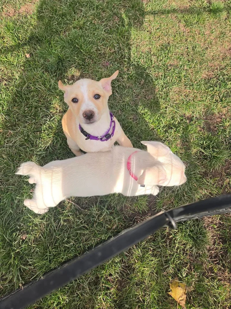 A baby large-sized female Labrador Retriever dog named Shandy for adoption in New London, WI