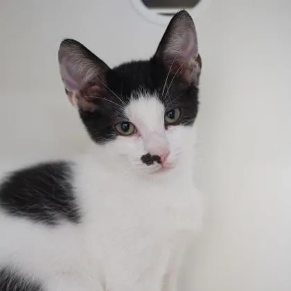 A baby small-sized male Domestic Short Hair cat named Wallaby for adoption in Verona, WI