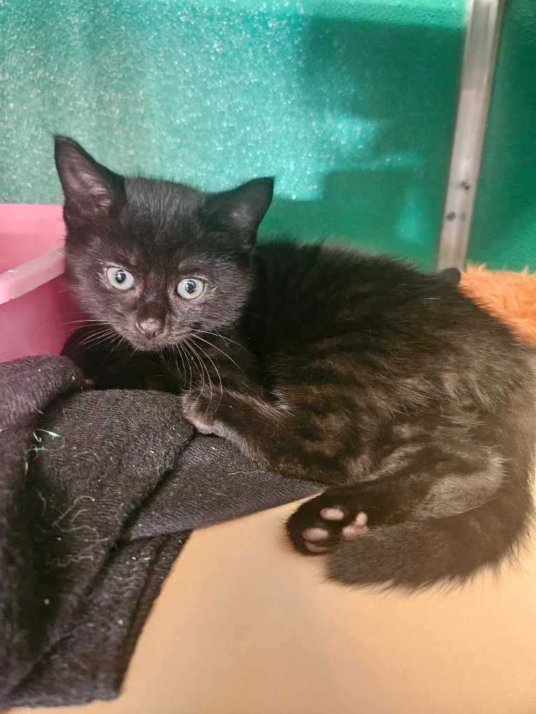 A baby medium-sized male Black Domestic Short Hair cat named Crow for adoption in Fall River, MA