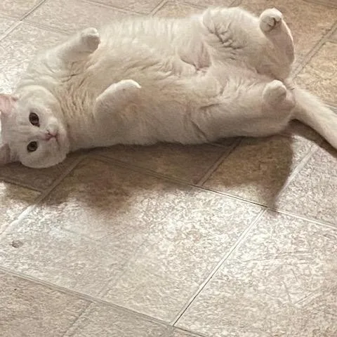 An adult medium-sized female Domestic Short Hair cat named Samantha for adoption in Melrose, MA