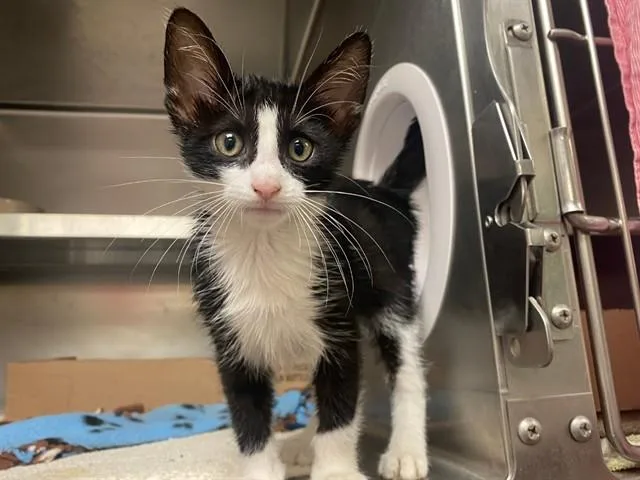 A baby small-sized male Domestic Medium Hair cat named Phineas for adoption in Fort Wayne, IN