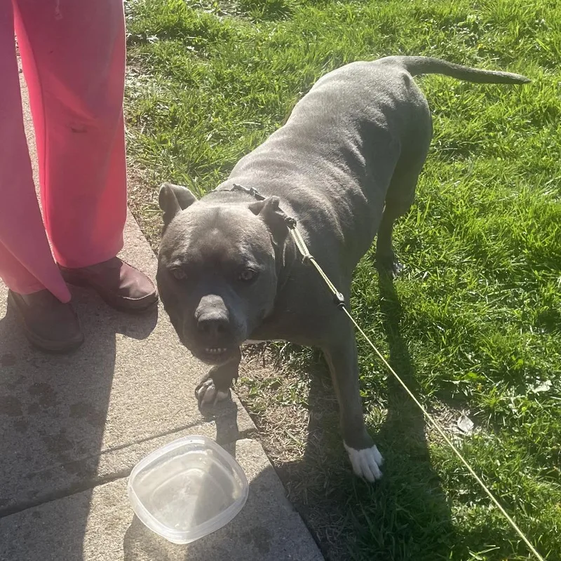A senior large-sized female Gray / Blue / Silver Pit Bull Terrier dog named Ceniza for adoption in Indianapolis, IN