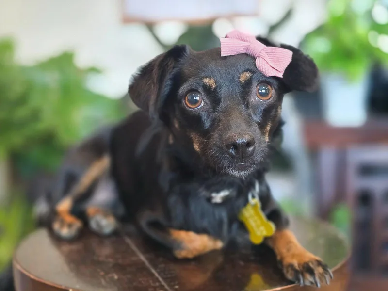 A young small-sized female Chihuahua dog named Aviana for adoption in Salt Lake City, UT