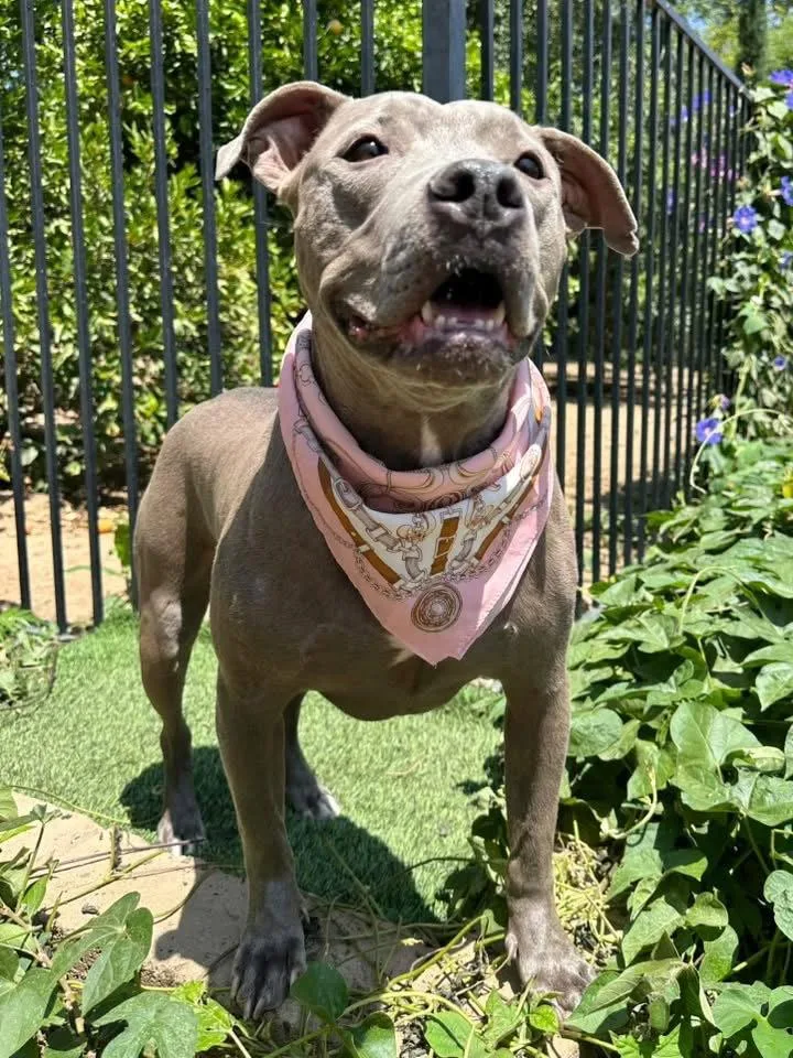 An adult large-sized female Pit Bull Terrier dog named Harper for adoption in Redlands, CA