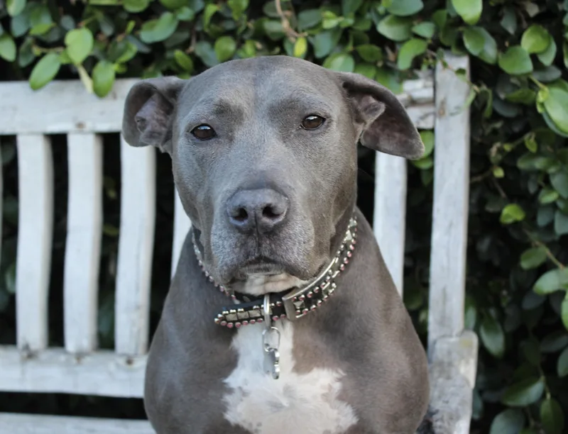 A senior medium-sized female Gray / Blue / Silver Pit Bull Terrier dog named Rayla Sweet and for adoption in Los Angeles, CA