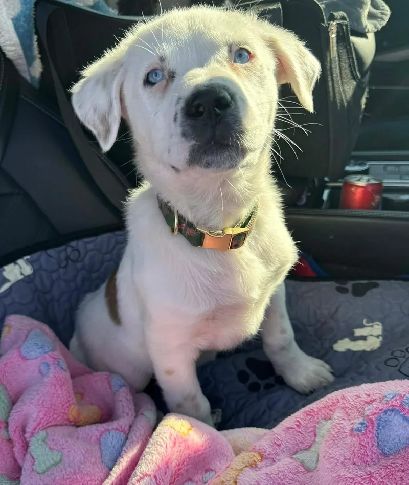 Lapis Lazuli thumbnail 2