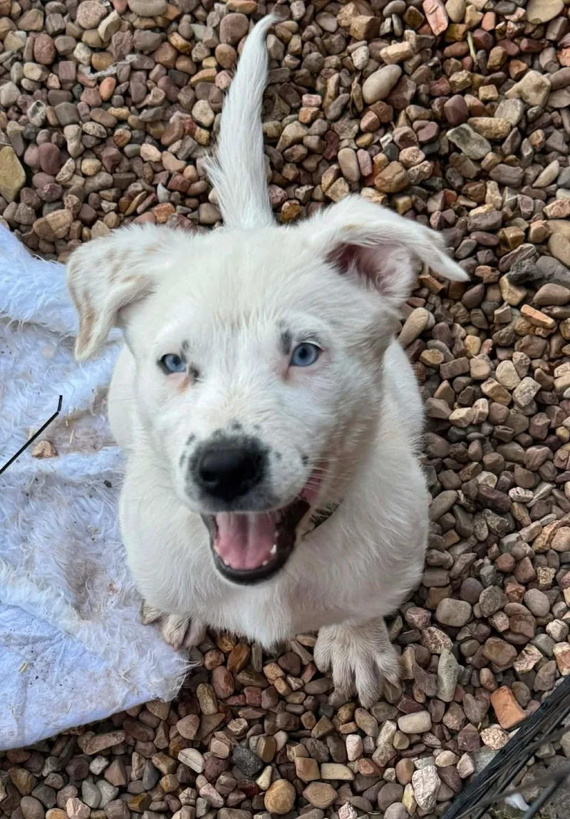 Lapis Lazuli thumbnail 3