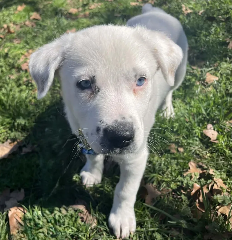 Lapis Lazuli thumbnail 4