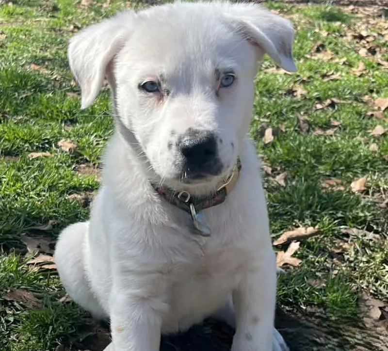 Lapis Lazuli thumbnail 6