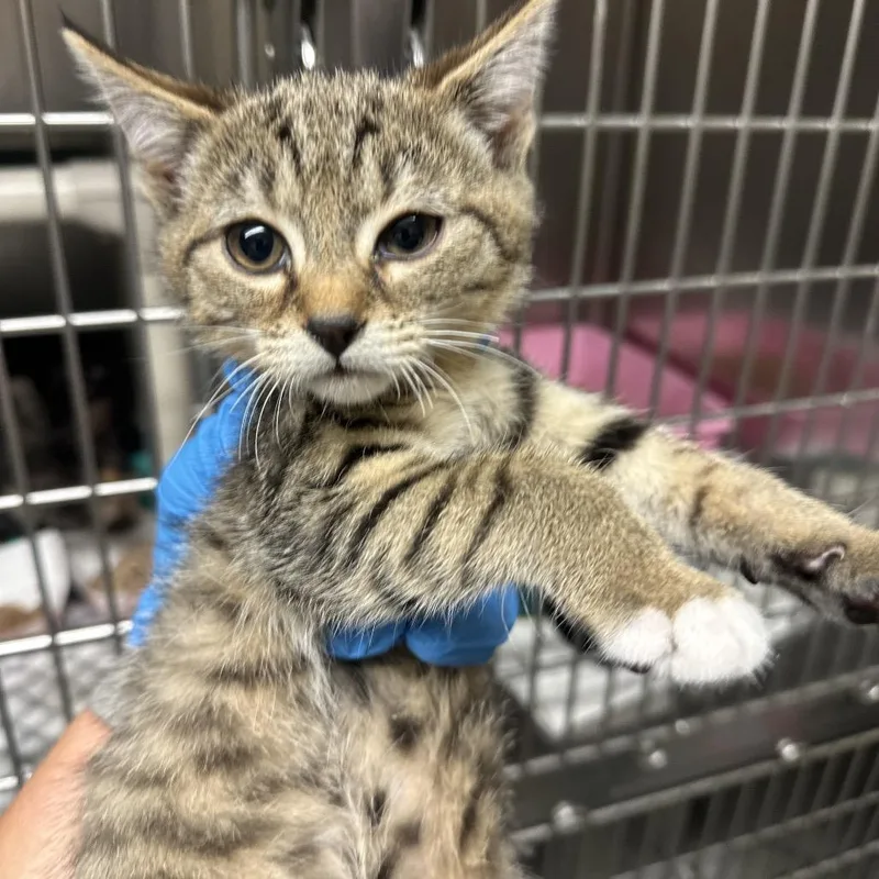A baby small-sized male Domestic Short Hair cat named Fury for adoption in Concord, NC