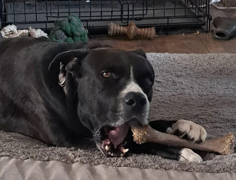 Tank % Good Boy thumbnail 2