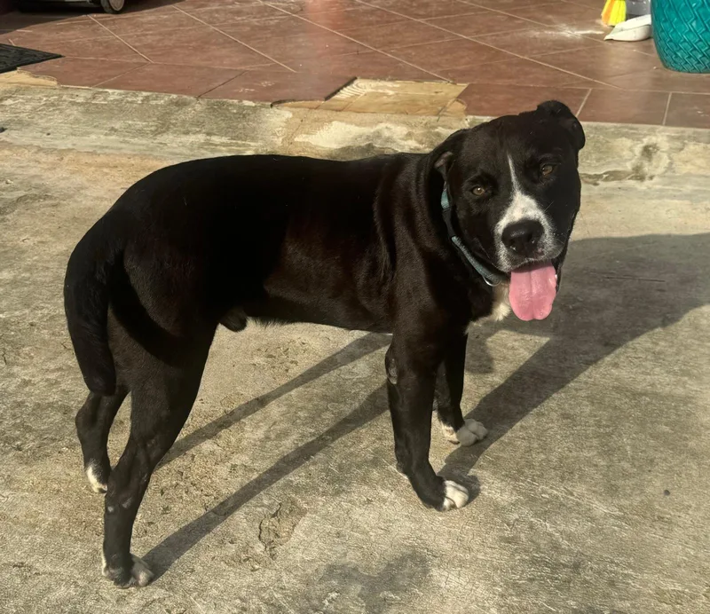 Tank % Good Boy thumbnail 3