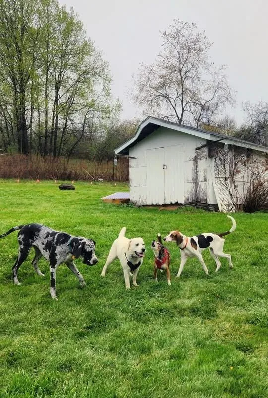 An adult medium-sized male Treeing Walker Coonhound dog named Rudy for adoption in Howes Cave, NY