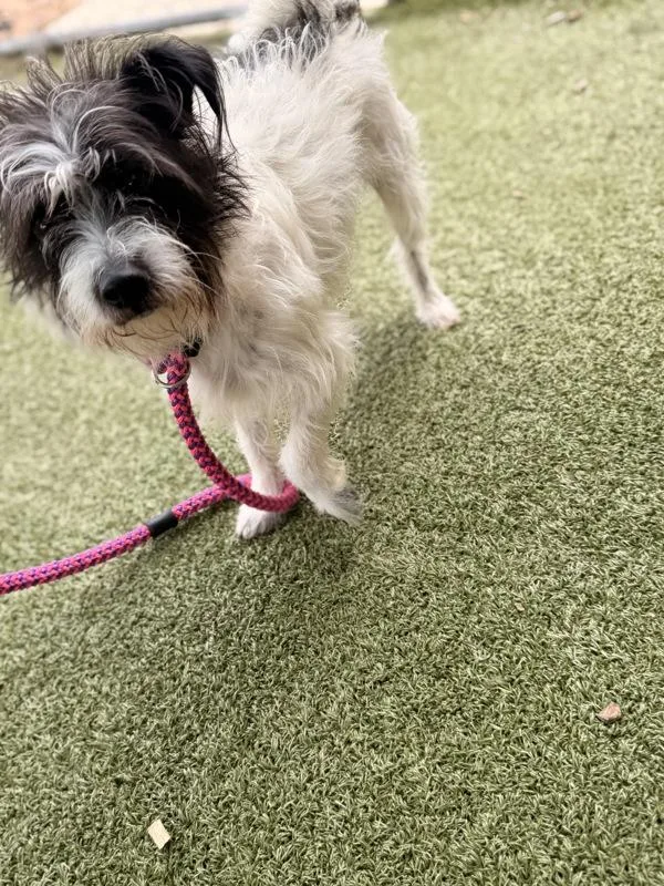 An adult medium-sized male Shih Tzu dog named Buddy Boy for adoption in Canton, GA