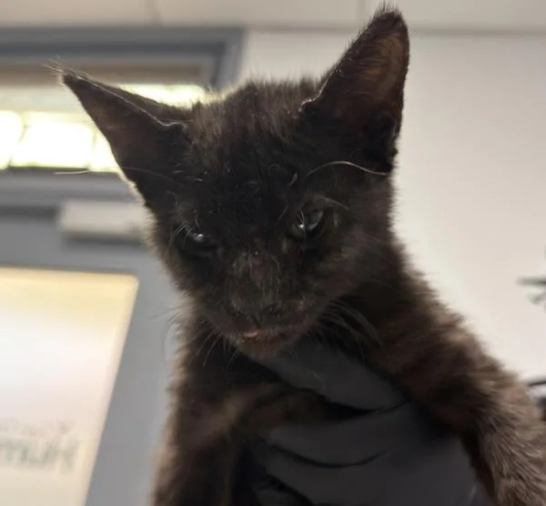 A baby small-sized female Domestic Short Hair cat named Maria Callas for adoption in San Diego, CA