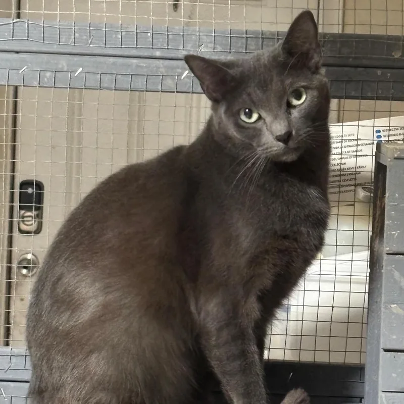A young medium-sized male Gray / Blue / Silver Domestic Short Hair cat named Xain for adoption in Boston, MA