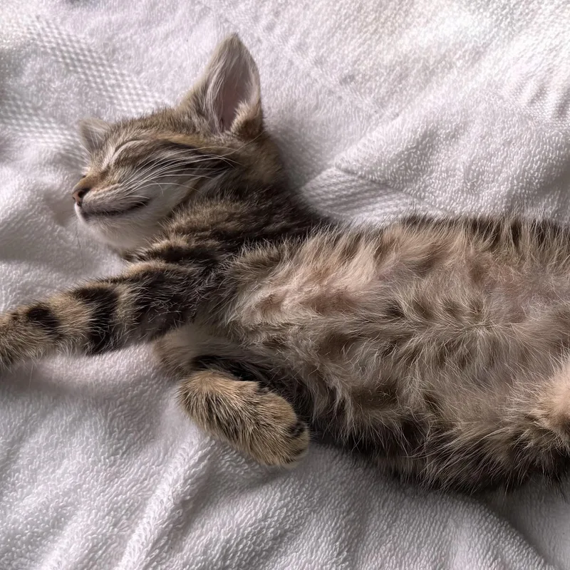 A baby small-sized female Buff / Tan / Fawn Tiger cat named Lynbrook for adoption in Long Beach, NY