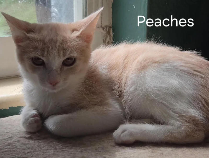 A baby medium-sized male Buff & White Domestic Short Hair cat named Peaches for adoption in Oviedo, FL