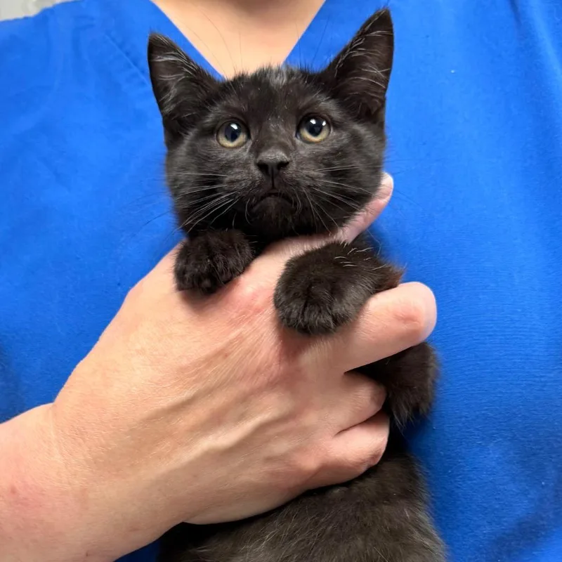 A baby small-sized female Domestic Short Hair cat named Elvira for adoption in Ewing, NJ