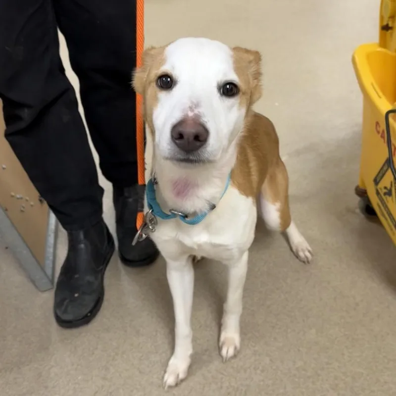 A young medium-sized female White / Cream Border Collie dog named Millie for adoption in Brookfield, WI