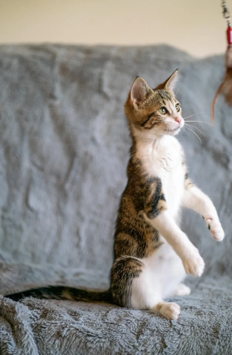 A baby small-sized male Tabby (Gray / Blue / Silver) Domestic Short Hair cat named Jasper for adoption in San Jose, CA