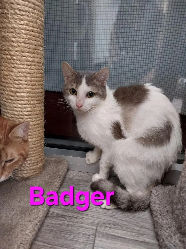 A young medium-sized female Domestic Short Hair cat named Badger for adoption in Leonardtown, MD