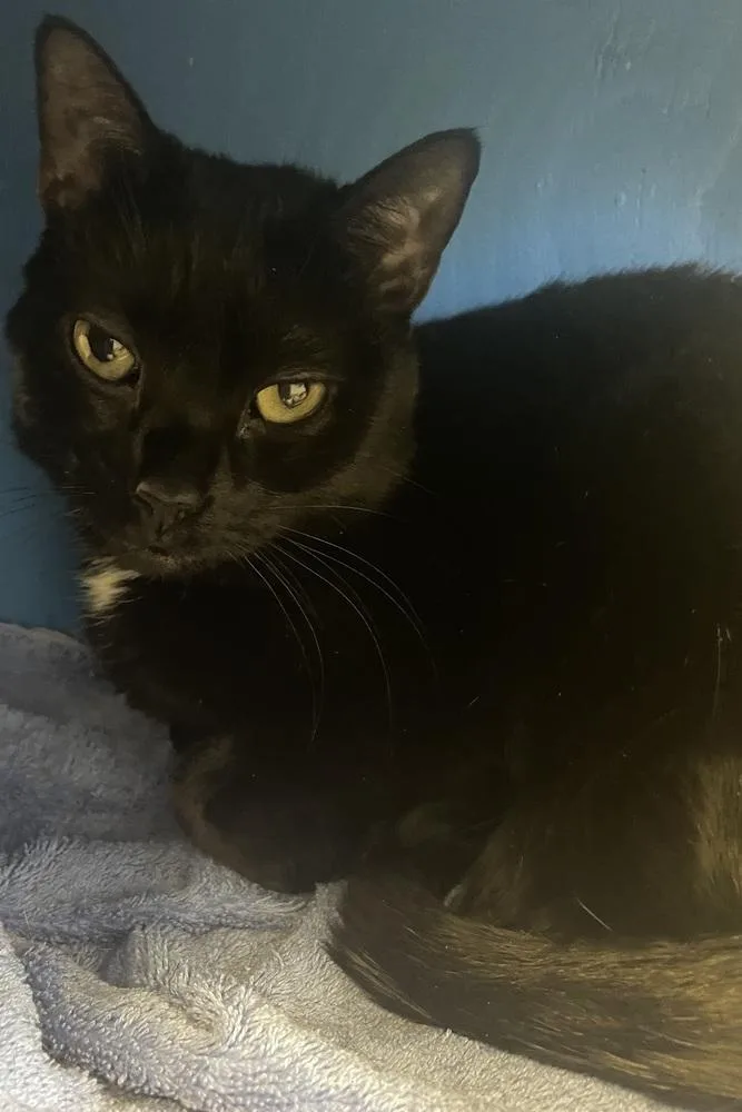 W Arkangel thumbnail 3