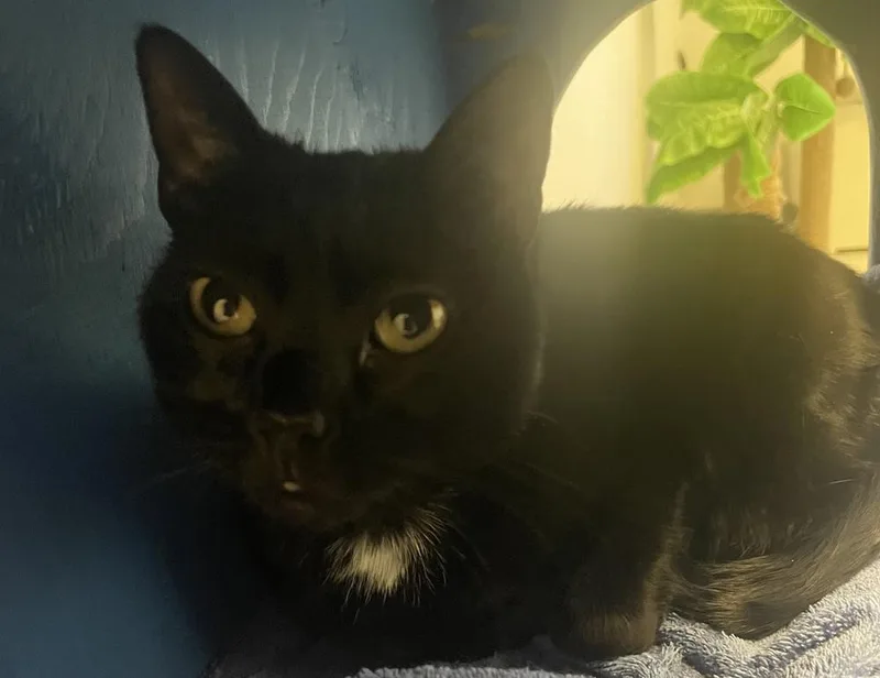 W Arkangel thumbnail 4