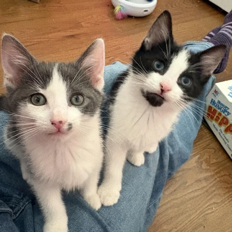 Little Richard thumbnail 2