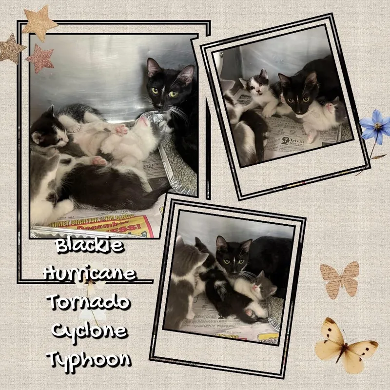 Little Richard thumbnail 3