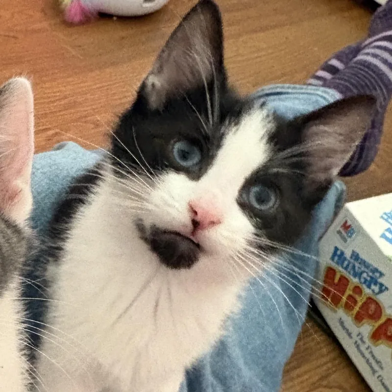 Little Richard thumbnail 4