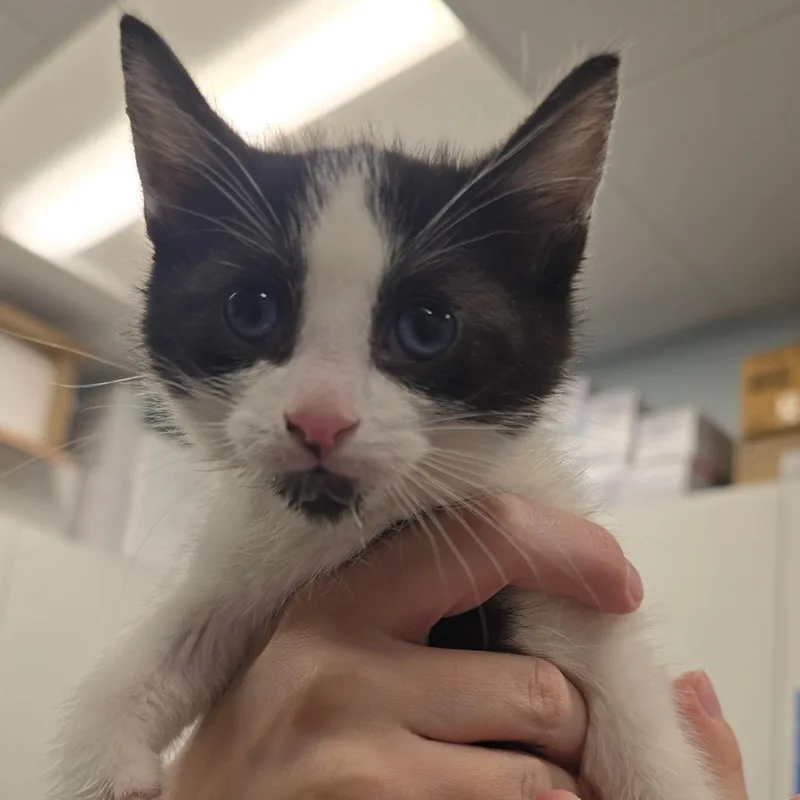 Little Richard thumbnail 5