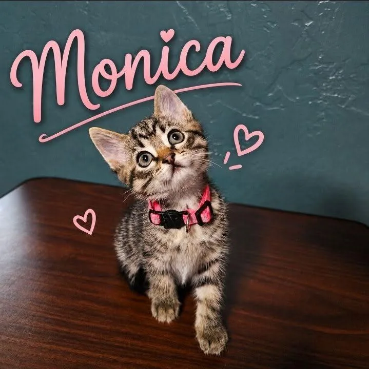 Monica