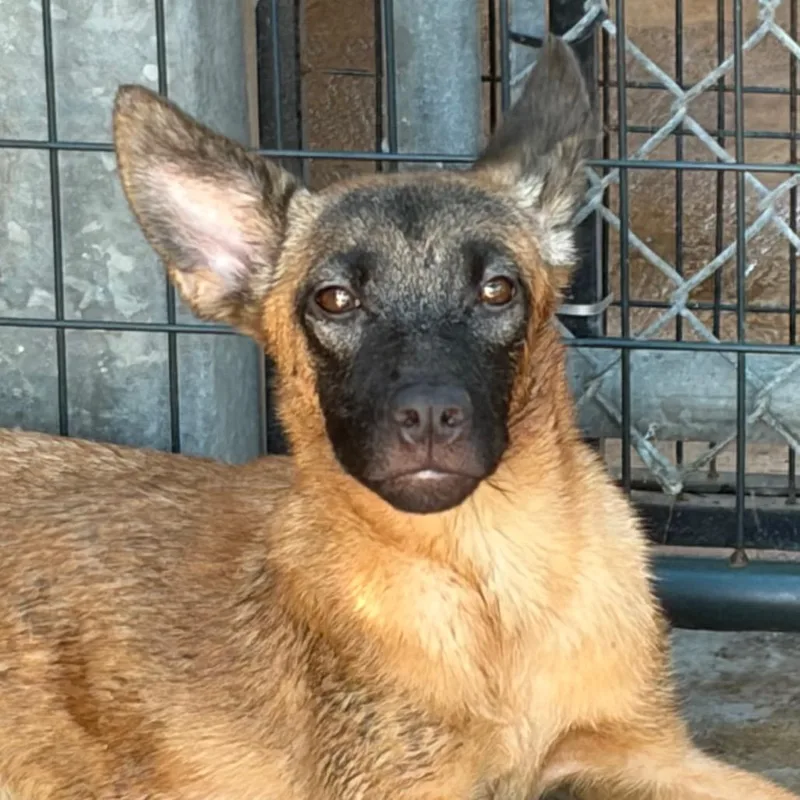 A young small-sized female Brown / Chocolate Mixed Breed dog named Lydia for adoption in Lake Jackson, TX