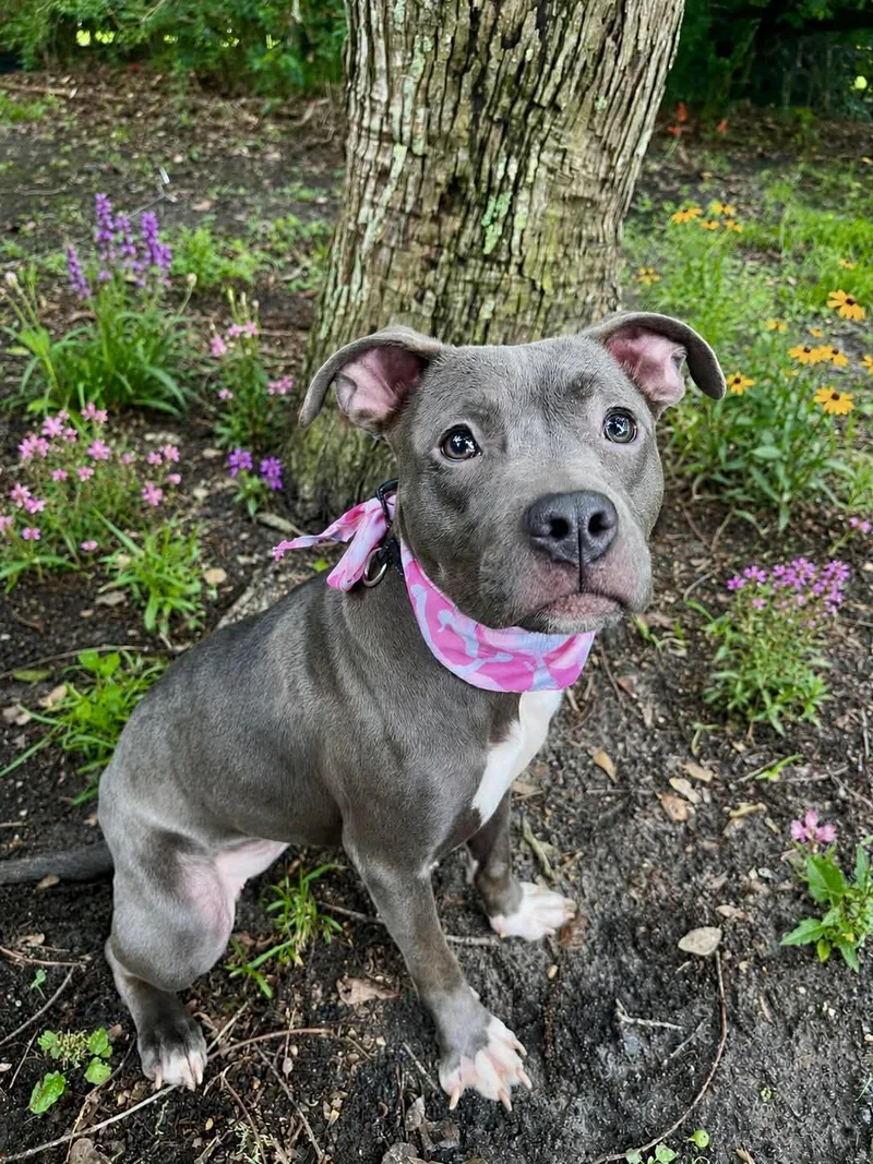 A baby medium-sized female Gray / Blue / Silver American Staffordshire Terrier dog named Lexus for adoption in Gulfport, MS
