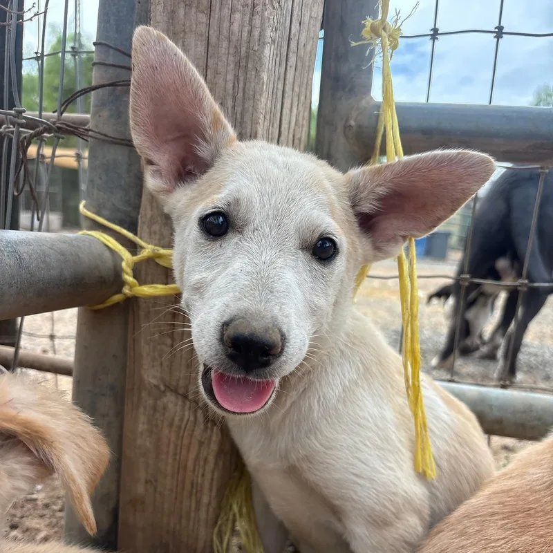 A baby medium-sized male Yellow / Tan / Blond / Fawn Shepherd dog named Oliver for adoption in Santa Monica, CA