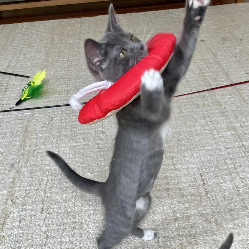 A baby small-sized female Gray & White Domestic Short Hair cat named Thimble for adoption in Richmond, VA