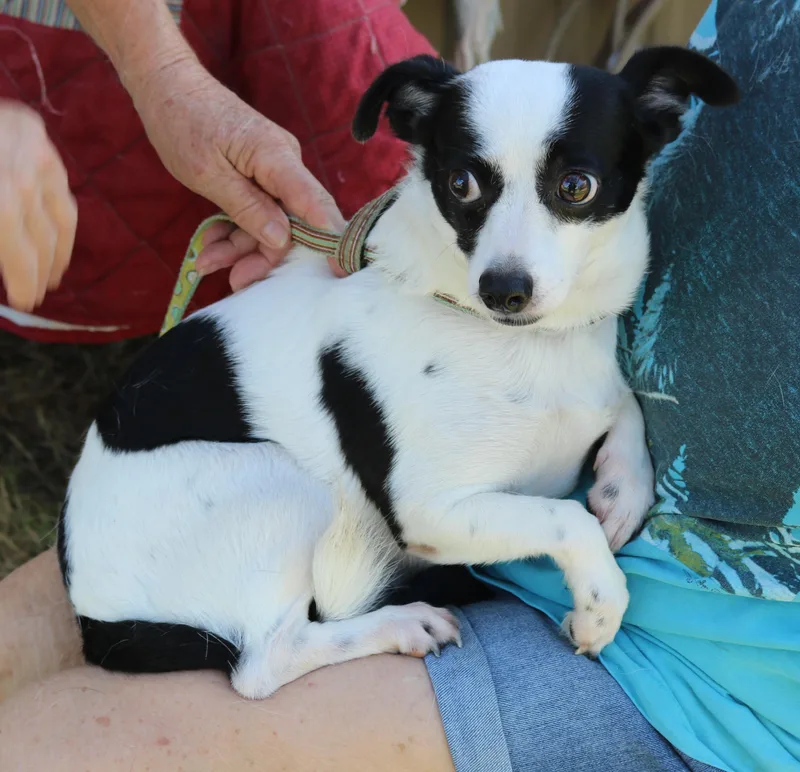 An adult small-sized female Rat Terrier dog named Blanca for adoption in Bandera, TX