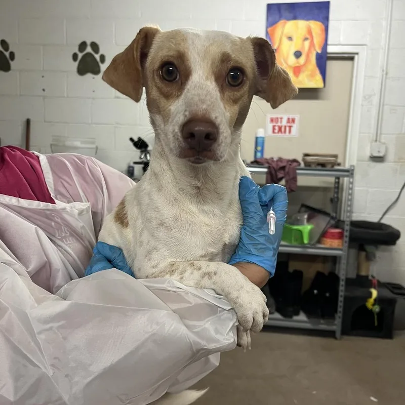 An adult small-sized male Yellow / Tan / Blond / Fawn Chihuahua dog named Chicago for adoption in Edinburg, TX