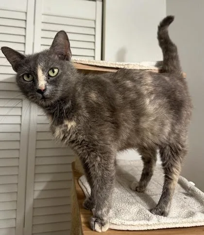 A young small-sized female Domestic Short Hair cat named Jupiter for adoption in Wilkesboro, NC
