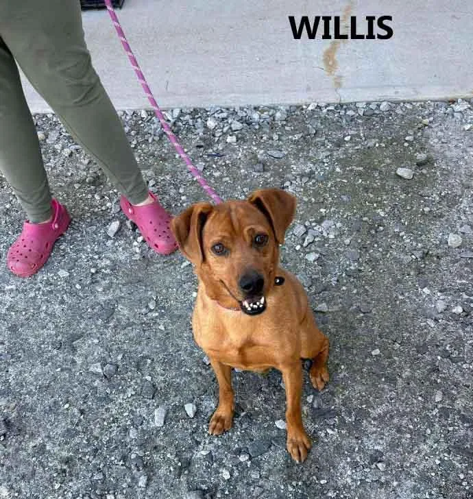 Willis thumbnail 5